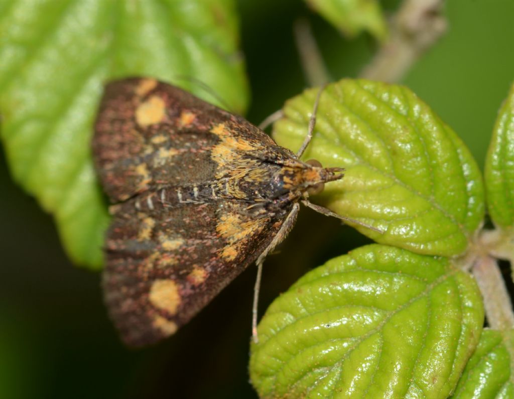 Crambidae? Si: Pyrausta aurata